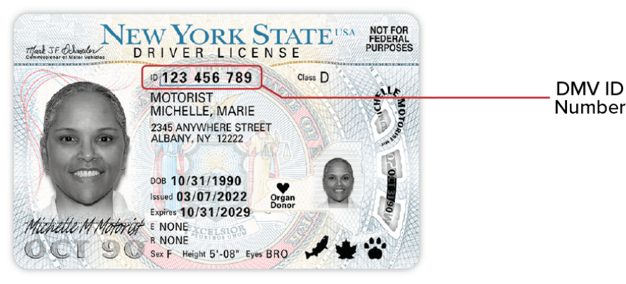 NYS Standard Driver License 2022 - front This image is the front of the NYS Standard Driver License released 3/10/22. It says ‘NOT FOR FEDERAL PURPOSES’ in the upper right corner and the DMV ID number is close to the center.